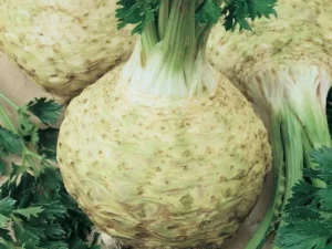 Celeriac garden