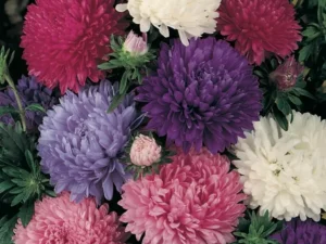 Aster Mixed flowers