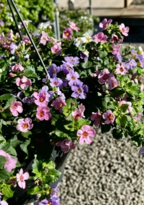 Bacopa Colour Garden basket pink purple and white
