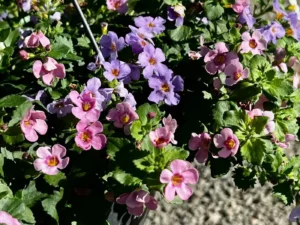 Bacopa Colour Garden basket pink purple and white