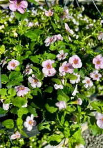 bacopa pink in a hanging basket