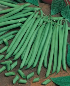 Beans French home vegetable garden