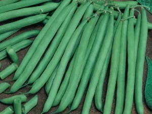 Beans French home vegetable garden