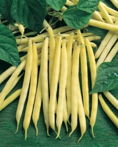 Beans Yellow Butter home vegetable garden
