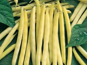 Beans Yellow Butter home vegetable garden