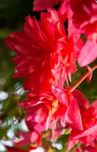 Begonia Funky Pink two flowers