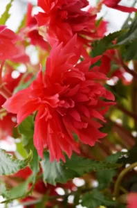 Begonia Funky Pink flower