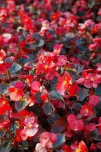 Begonia Funky Pink many flowers