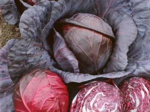 cabbage red rookie veggies