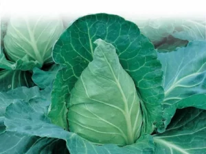 cabbage sugarloaf garden
