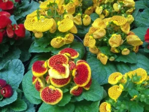 Calceloraria Dainty Mix flowers