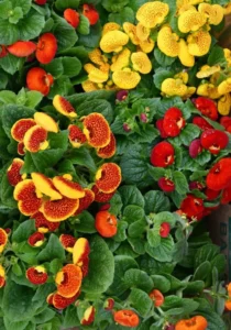 Calceloraria Dainty Mix garden