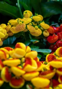 Calceloraria Dainty Mix close up flowers