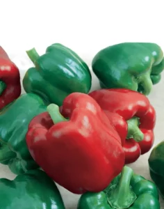 Capsicum California Wonder vegetable garden