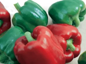 Capsicum California Wonder vegetable garden