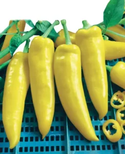 Capsicum Long Yellow vegetable garden
