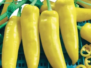Capsicum Long Yellow vegetable garden