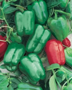 Capsicum Sweet Mama vegetable garden