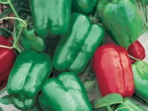 Capsicum Sweet Mama vegetable garden