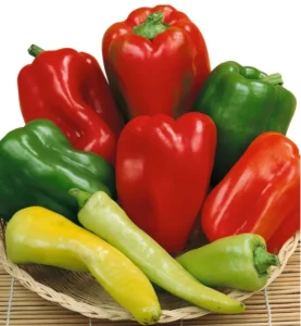 Capsicum Sweet Mix vegetable garden
