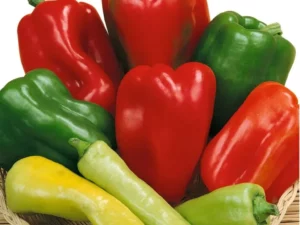 Capsicum Sweet Mix vegetable garden