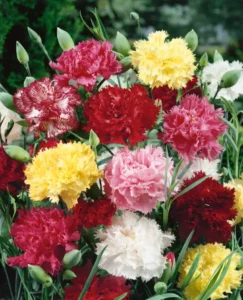 Carnation Tall flowers
