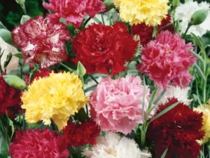 Carnation Tall flowers