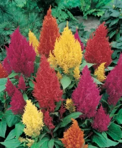 Celosia Mixed flowers
