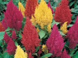 Celosia Mixed flowers