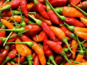 Chilli Birdseye vegetable home garden