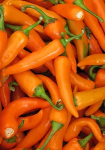 Chilli Cheyenne Orange vegetable home garden summer