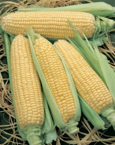 Corn Super Sweet vegetable home garden