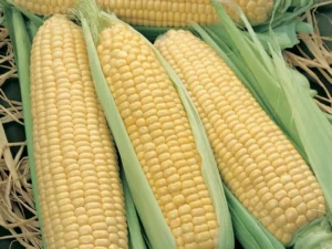 Corn Super Sweet vegetable home garden