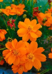 Cosmos Ladybird orange flowers
