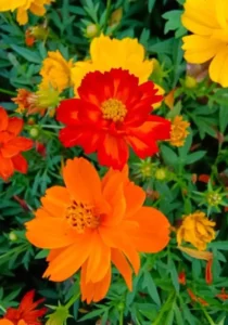 Cosmos Ladybird flowers