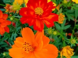Cosmos Ladybird flowers