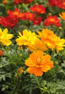 Cosmos Ladybird garden