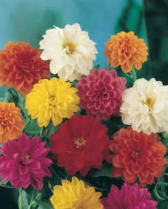 Dahlia Mixed flowers