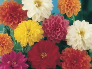 Dahlia Mixed flowers