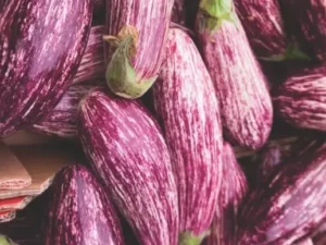 Eggplant Striped Lebanese home vegetable garden seedling