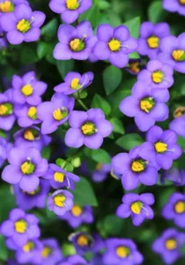 Exacum Sapphire flowers in garden