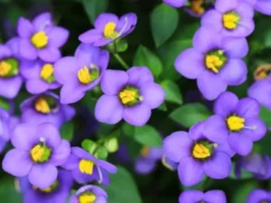 Exacum Sapphire flowers in garden