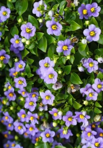 Exacum Sapphire flowers