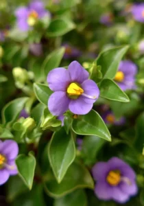 Exacum Sapphire close one flower