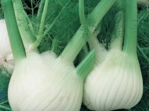 fennel for garden