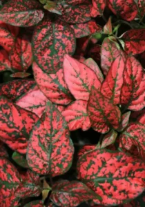 Hypoestes Red garden