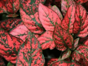Hypoestes Red garden