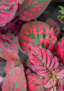 Hypoestes Red close up