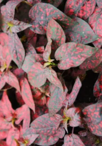 Hypoestes Red foliage
