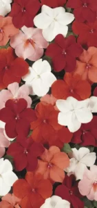Impatiens Cha Cha Mix flowers for summer garden